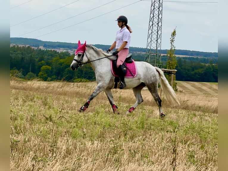 Connemara Stute 5 Jahre 154 cm Blauschimmel in Lisberg