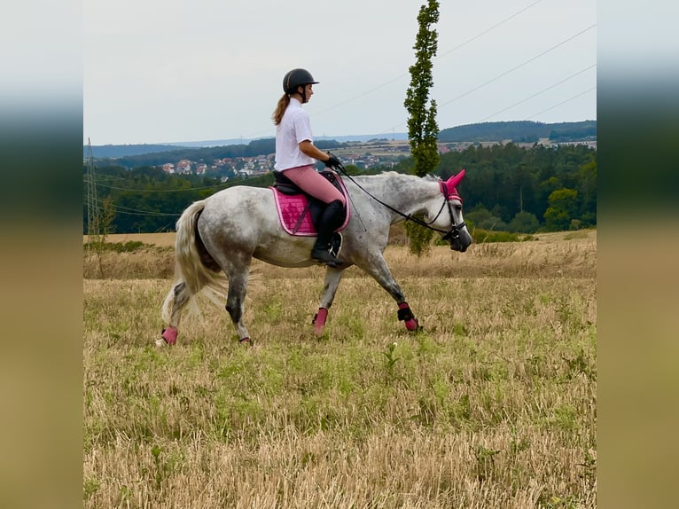 Connemara Stute 5 Jahre 154 cm Blauschimmel in Lisberg