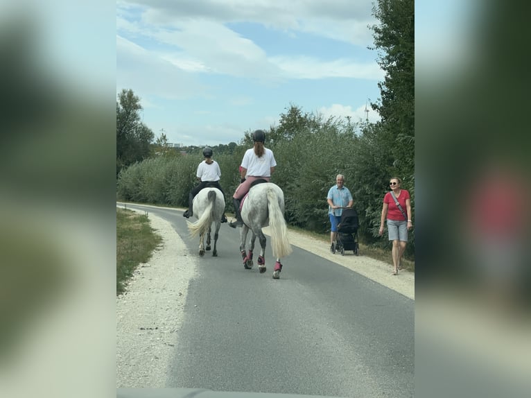 Connemara Stute 5 Jahre 154 cm Blauschimmel in Lisberg