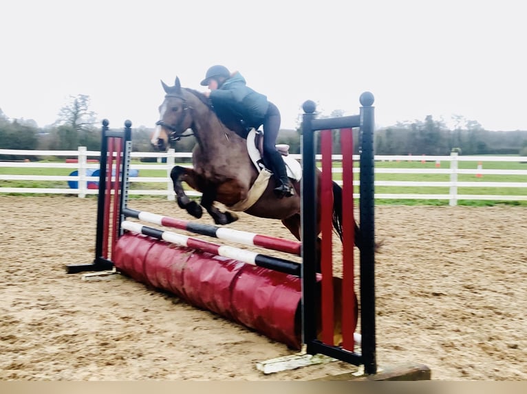 Connemara Stute 5 Jahre 155 cm Brauner in Mountrath