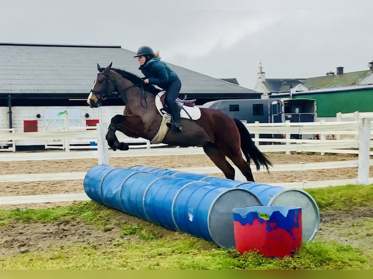 Connemara Stute 5 Jahre 155 cm Brauner in Mountrath