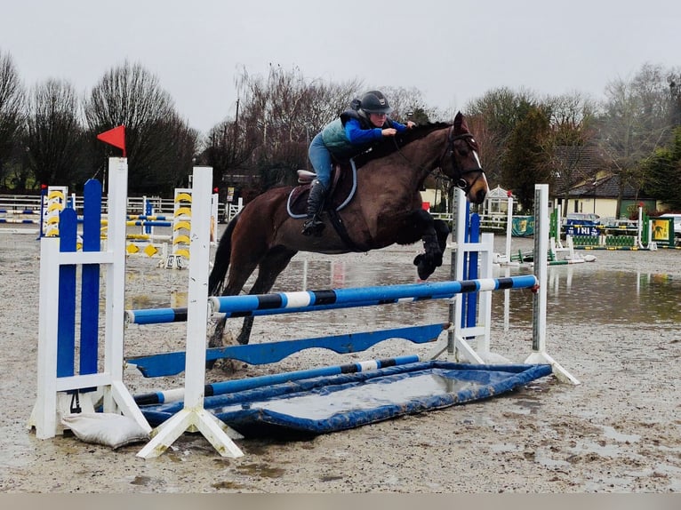 Connemara Stute 5 Jahre 155 cm Brauner in Mountrath