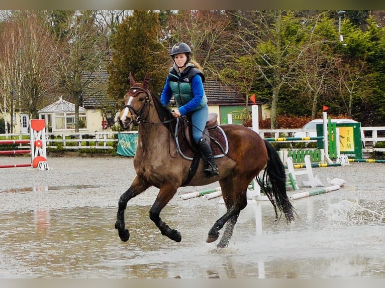 Connemara Stute 5 Jahre 155 cm Brauner in Mountrath