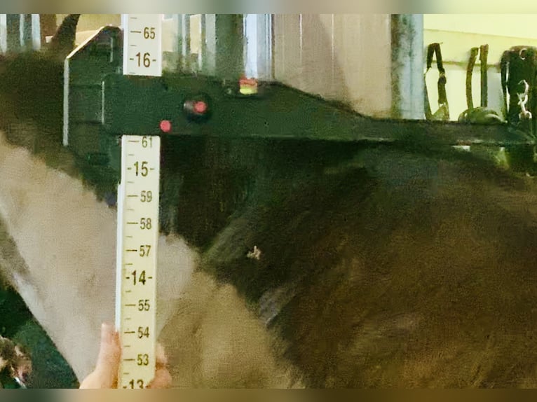 Connemara Stute 5 Jahre 155 cm Brauner in Mountrath