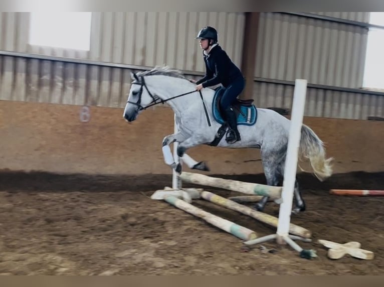 Connemara Stute 5 Jahre 155 cm White in Sligo