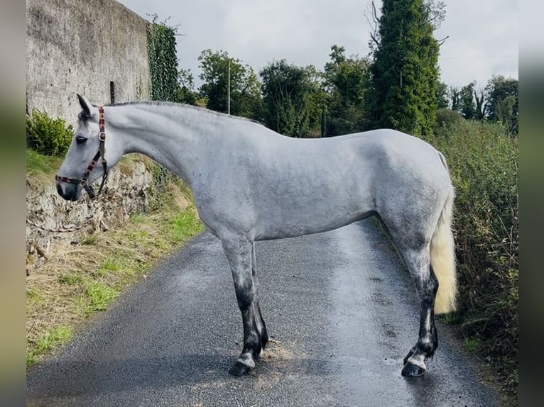 Connemara Stute 5 Jahre 155 cm White in Sligo