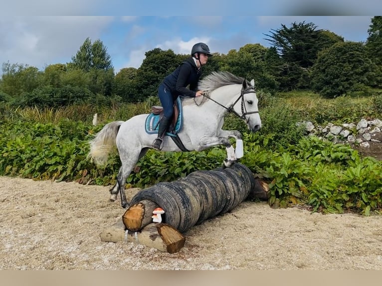 Connemara Stute 5 Jahre 155 cm White in Sligo