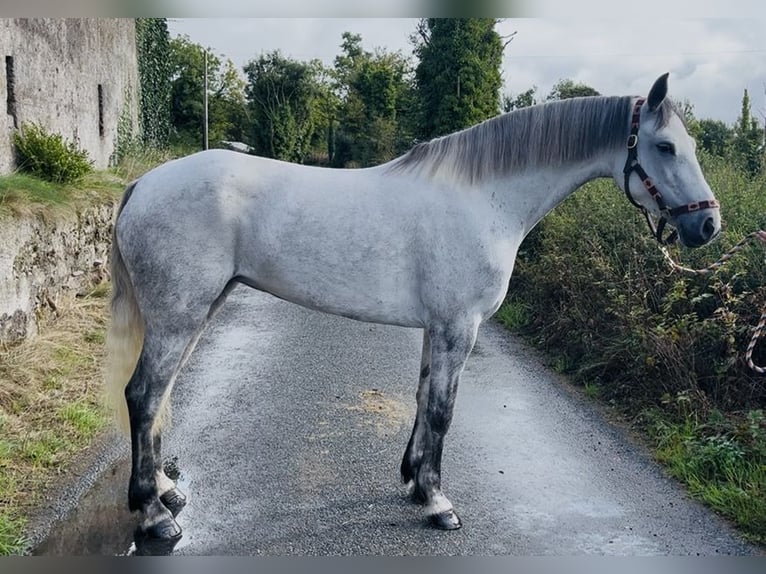 Connemara Stute 5 Jahre 155 cm White in Sligo