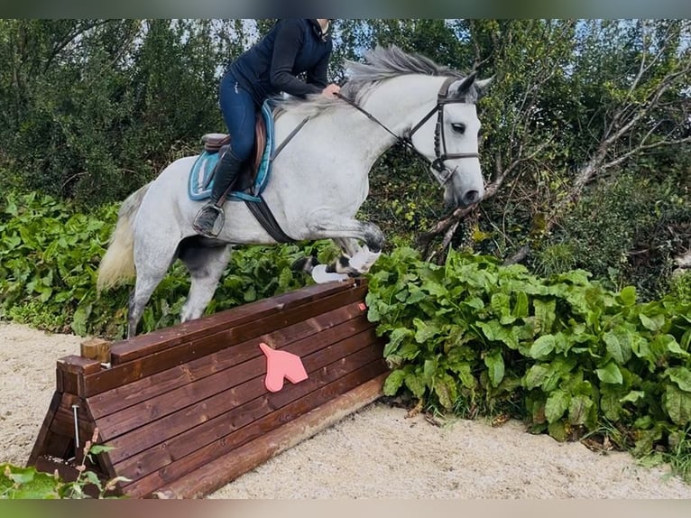 Connemara Stute 5 Jahre 155 cm White in Sligo