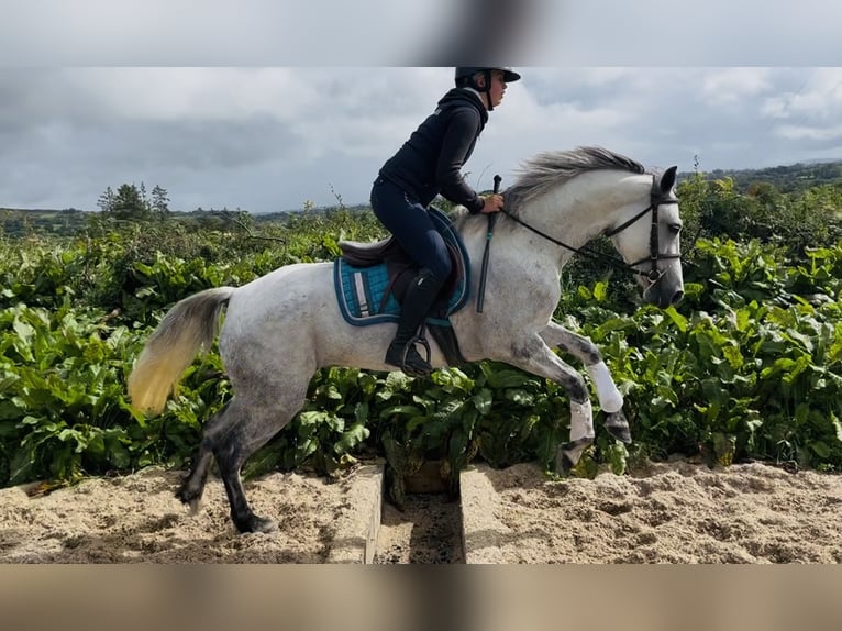 Connemara Stute 5 Jahre 155 cm White in Sligo
