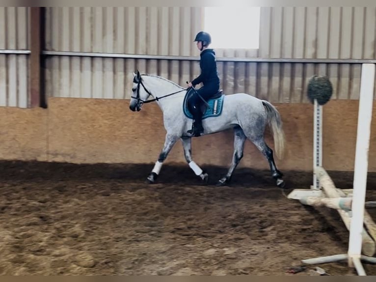 Connemara Stute 5 Jahre 155 cm White in Sligo