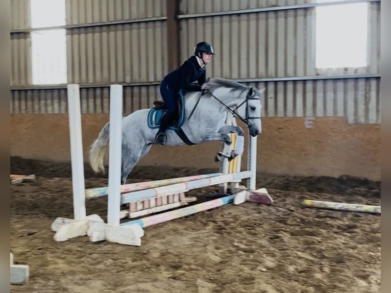 Connemara Stute 5 Jahre 155 cm White in Sligo