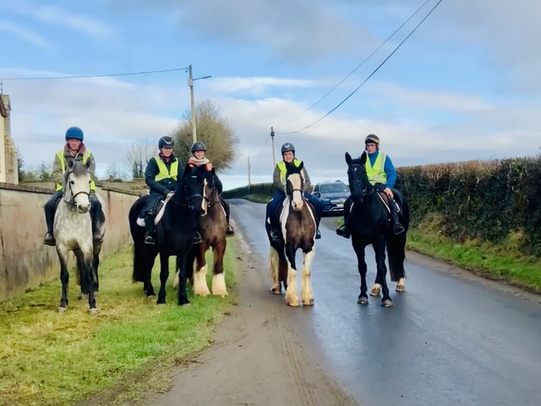 Connemara Stute 5 Jahre 157 cm Apfelschimmel in Mountrath