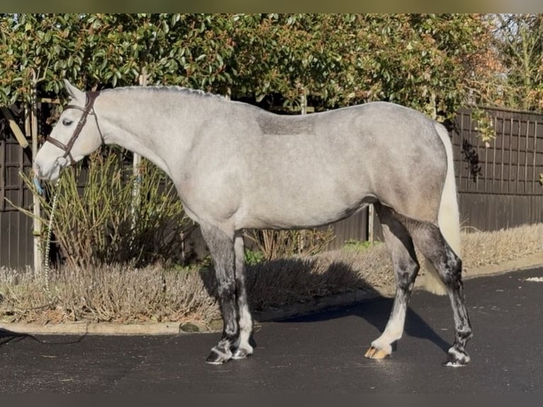 Connemara Stute 5 Jahre 157 cm Schimmel in Essex