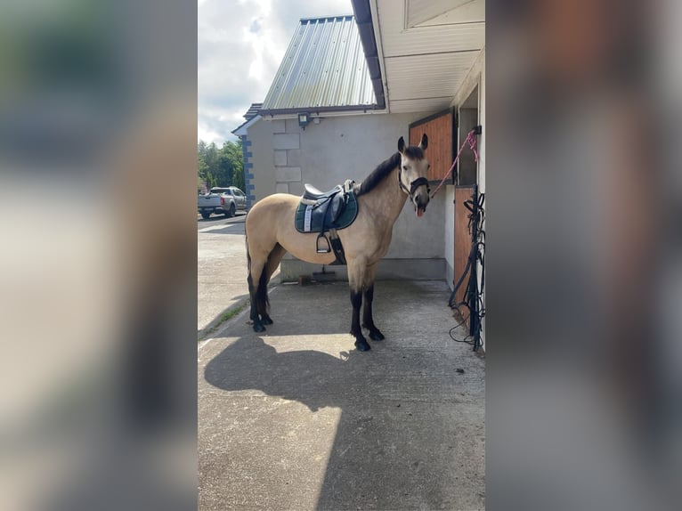 Connemara Stute 5 Jahre 163 cm Falbe in Dublin