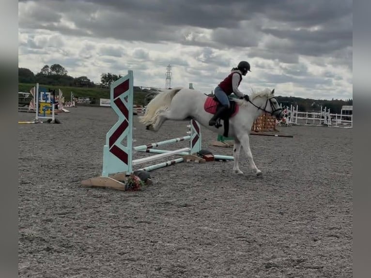 Connemara Stute 5 Jahre 163 cm Schimmel in Burgdorf