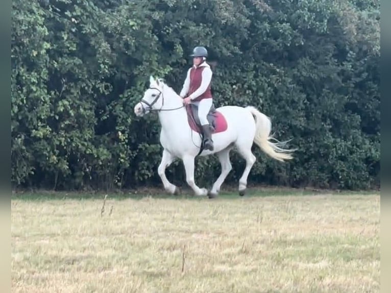 Connemara Stute 5 Jahre 163 cm Schimmel in Burgdorf