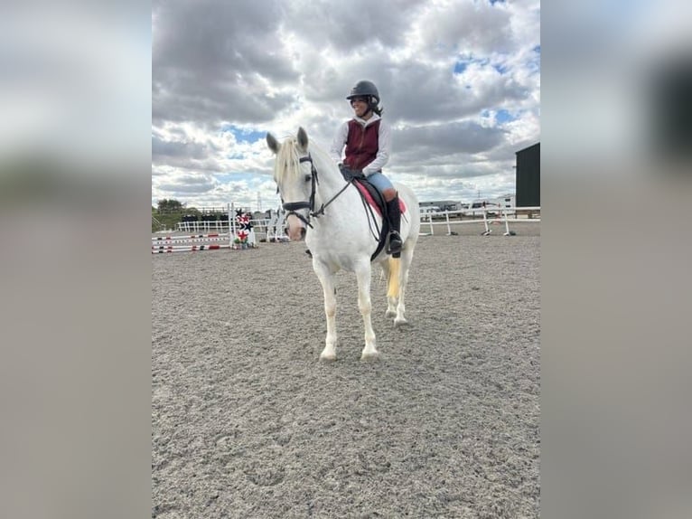 Connemara Stute 5 Jahre 163 cm Schimmel in Dublin
