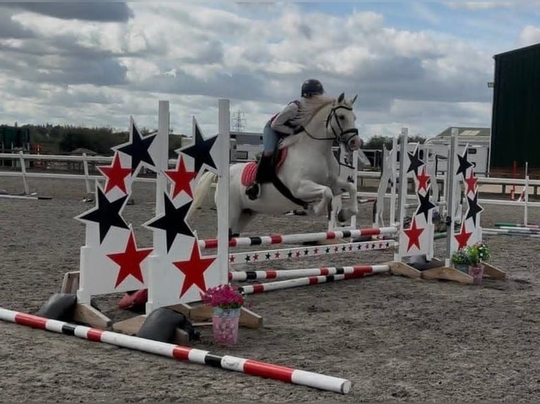 Connemara Stute 5 Jahre 163 cm Schimmel in Dublin