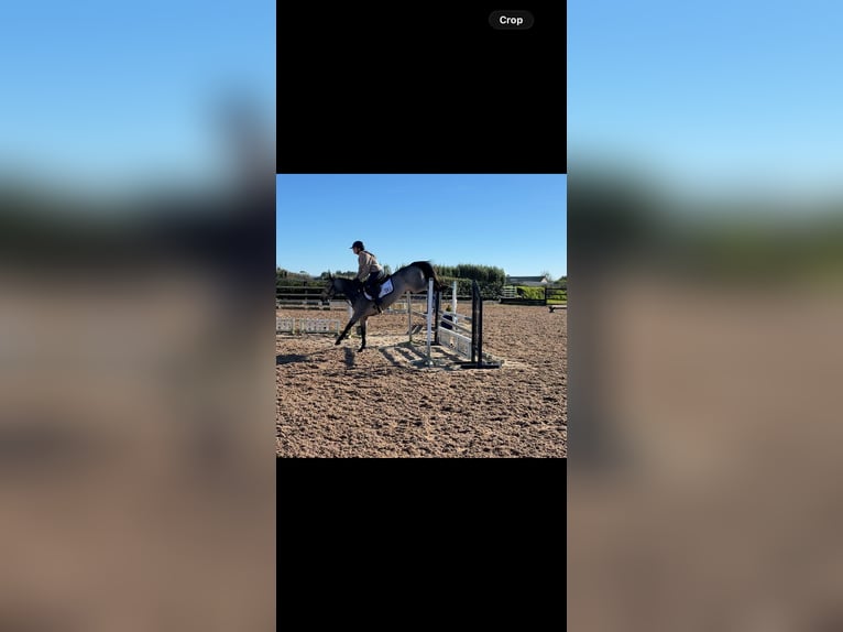 Connemara Stute 6 Jahre 138 cm Falbe in Co .Sligo