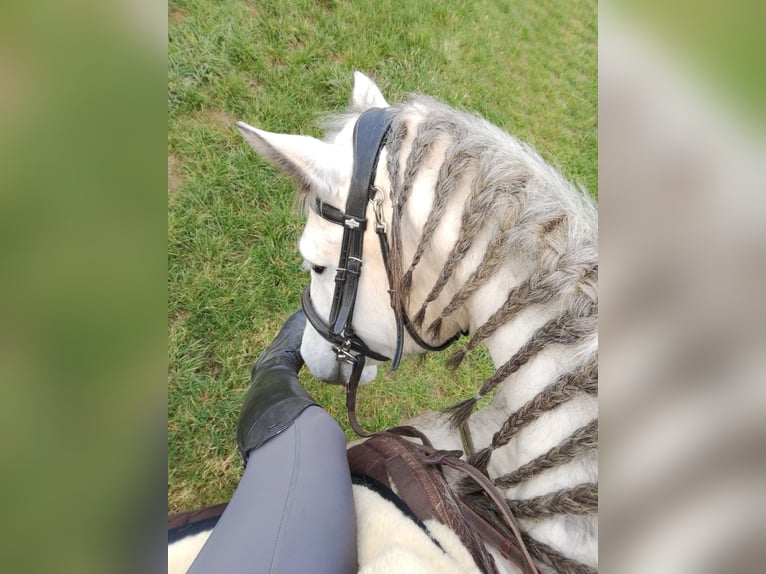 Connemara Stute 6 Jahre 143 cm Apfelschimmel in Münstermaifeld