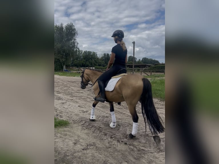 Connemara Stute 6 Jahre 144 cm Falbe in Trebbin