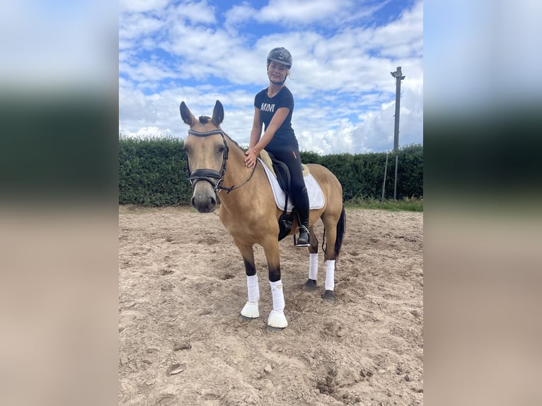 Connemara Stute 6 Jahre 144 cm Falbe in Trebbin