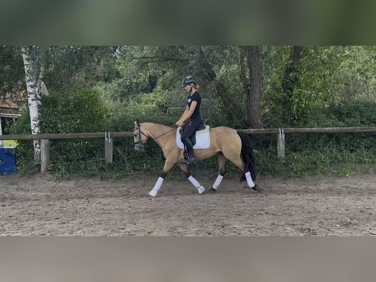 Connemara Stute 6 Jahre 144 cm Falbe in Trebbin