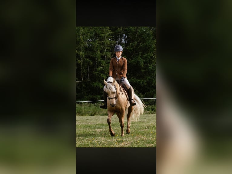 Connemara Stute 6 Jahre 145 cm Palomino in Mullingar
