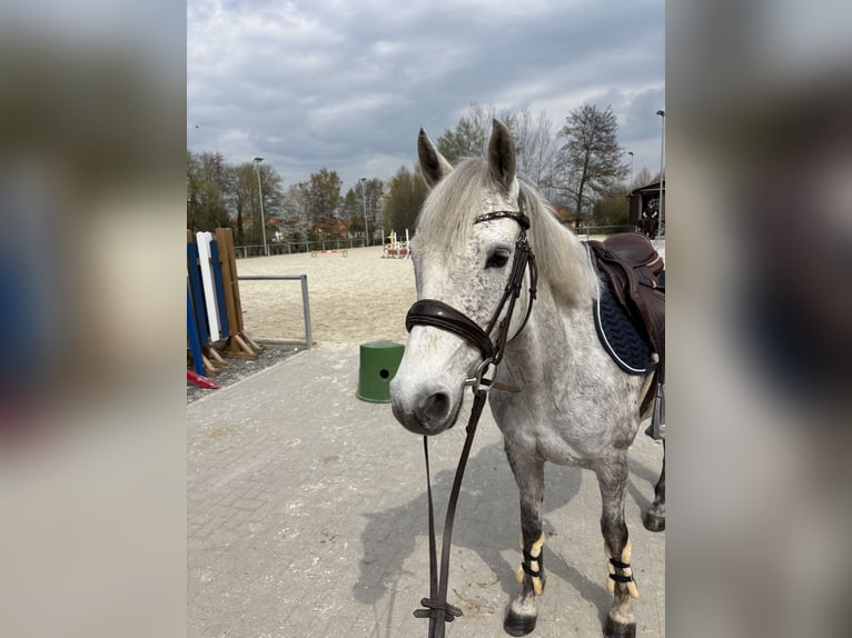 Connemara Stute 6 Jahre 145 cm Schimmel in Duderstadt