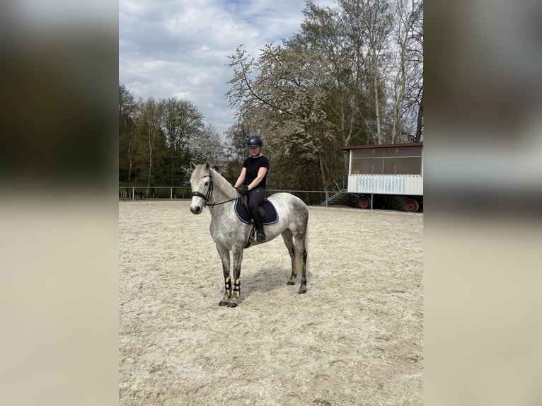 Connemara Stute 6 Jahre 145 cm Schimmel in Duderstadt