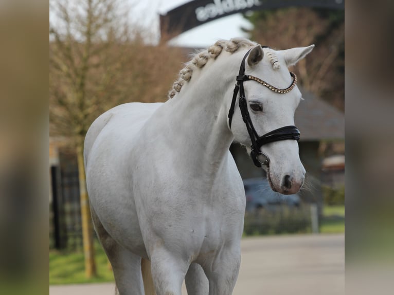 Connemara Stute 6 Jahre 145 cm Schimmel in Heemskerk