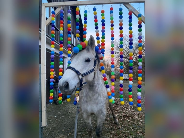 Connemara Stute 6 Jahre 145 cm Schimmel in Weilburg