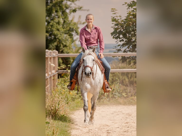 Connemara Stute 6 Jahre 145 cm Schimmel in Geisig