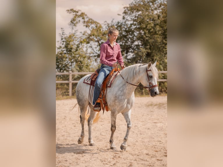 Connemara Stute 6 Jahre 145 cm Schimmel in Geisig