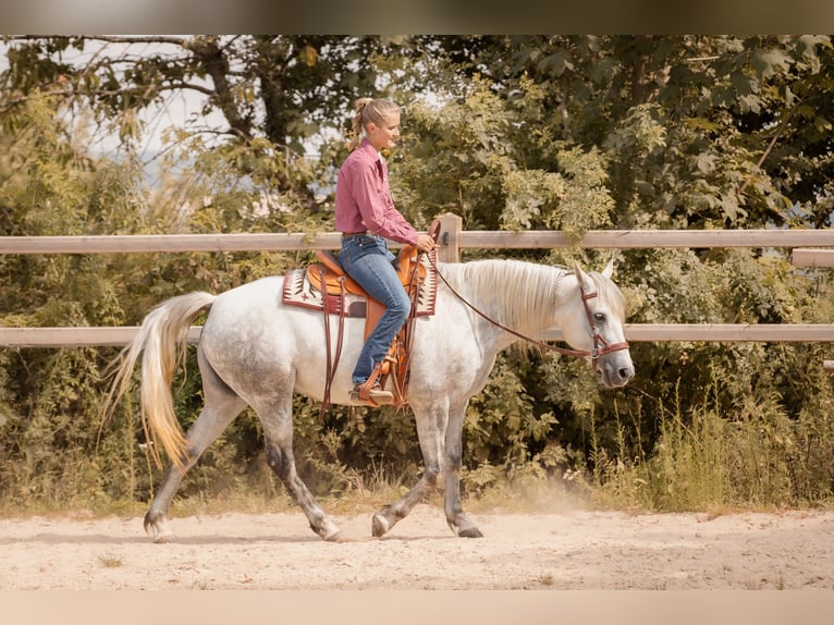 Connemara Stute 6 Jahre 145 cm Schimmel in Geisig