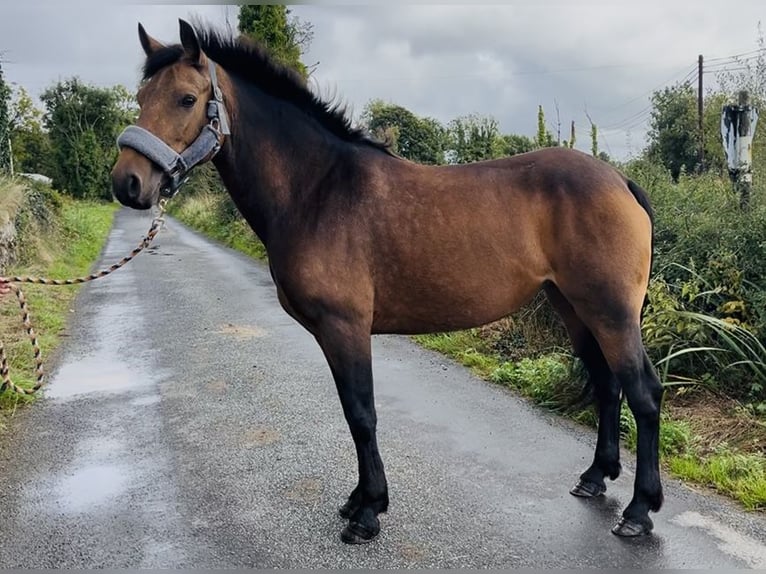 Connemara Stute 6 Jahre 146 cm Falbe in Sligo