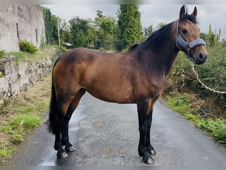 Connemara Stute 6 Jahre 146 cm Falbe in Sligo