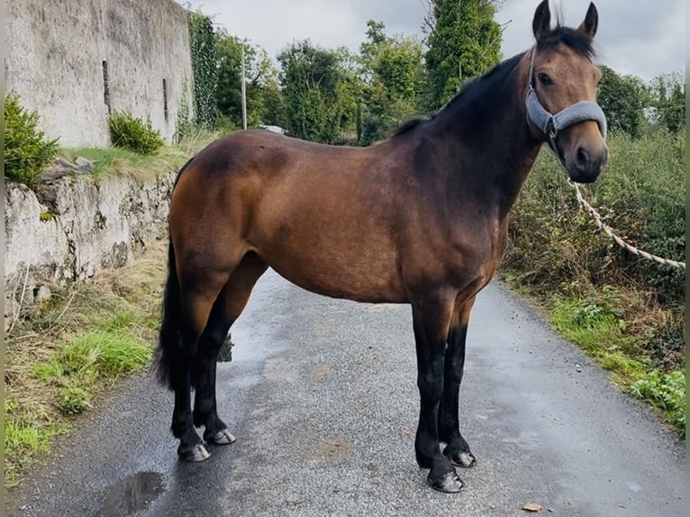 Connemara Stute 6 Jahre 146 cm Falbe in Sligo
