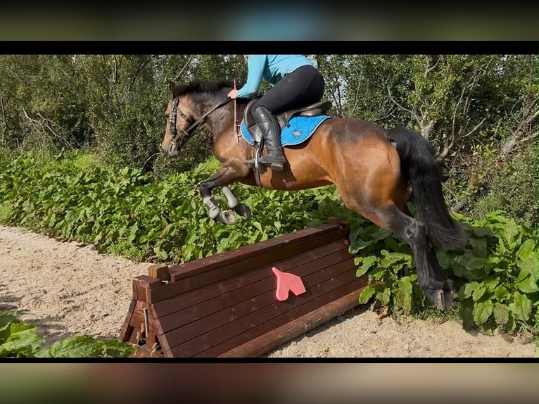 Connemara Stute 6 Jahre 146 cm Falbe in Sligo