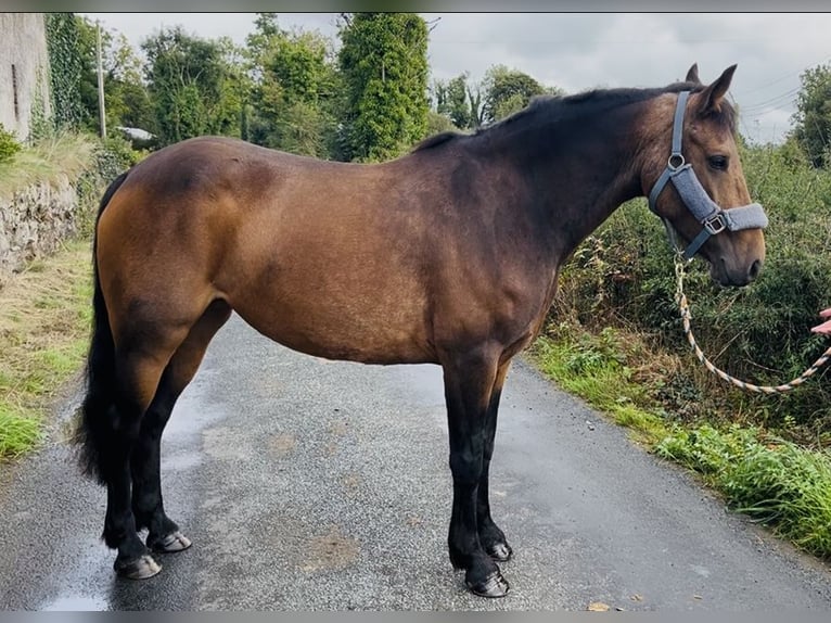 Connemara Stute 6 Jahre 146 cm Falbe in Sligo