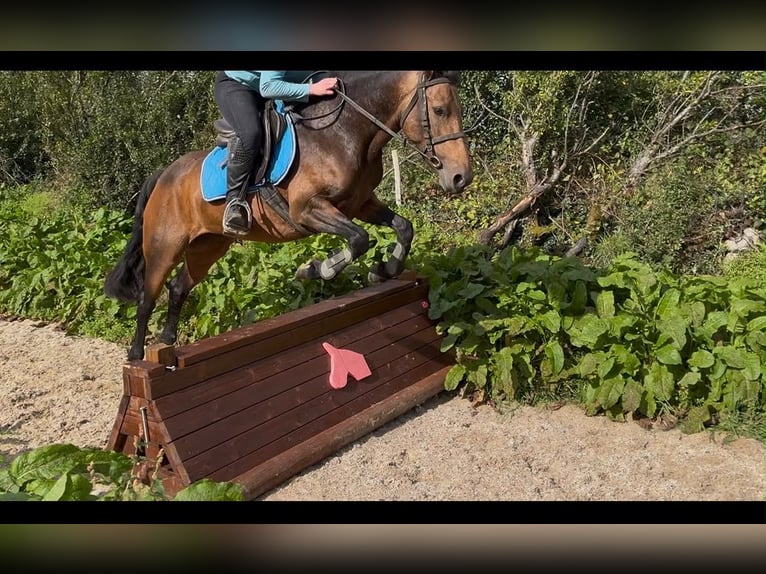 Connemara Stute 6 Jahre 146 cm Falbe in Sligo