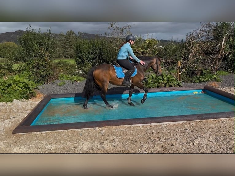 Connemara Stute 6 Jahre 146 cm Falbe in Sligo