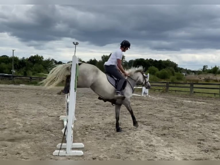 Connemara Stute 6 Jahre 146 cm Schimmel in Athlone