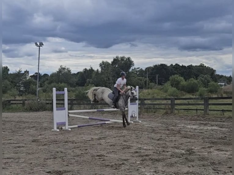 Connemara Stute 6 Jahre 146 cm Schimmel in Athlone