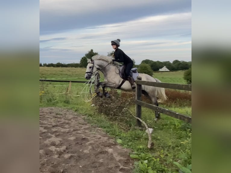 Connemara Stute 6 Jahre 146 cm Schimmel in Athlone