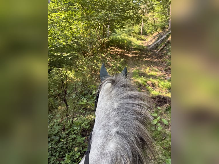 Connemara Stute 6 Jahre 147 cm Apfelschimmel in Boppard