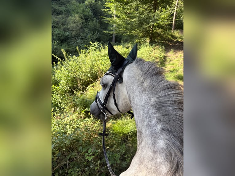 Connemara Stute 6 Jahre 147 cm Apfelschimmel in Boppard