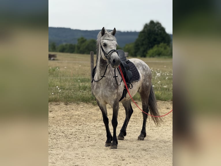Connemara Stute 6 Jahre 147 cm Apfelschimmel in Boppard