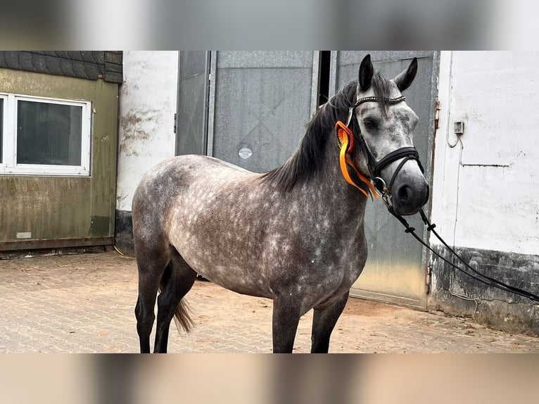 Connemara Stute 6 Jahre 147 cm Apfelschimmel in Boppard